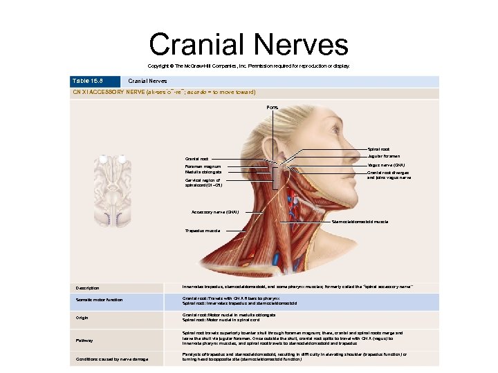 Cranial Nerves Copyright © The Mc. Graw-Hill Companies, Inc. Permission required for reproduction or