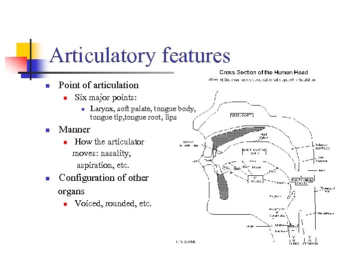 Articulatory features n Point of articulation n Six major points: n n Larynx, soft