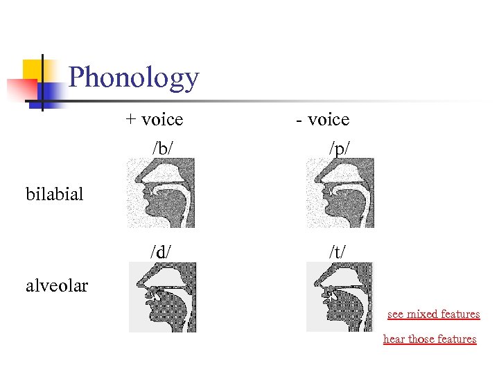 Phonology + voice /b/ - voice /p/ /d/ /t/ bilabial alveolar see mixed features