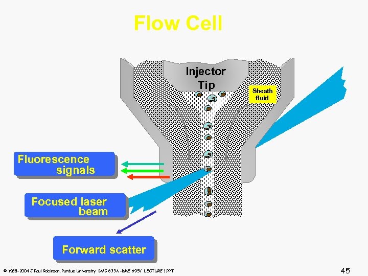 Flow Cell Injector Tip Sheath fluid Fluorescence signals Focused laser beam Forward scatter ©