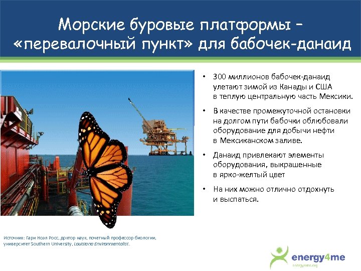Морские буровые платформы – «перевалочный пункт» для бабочек-данаид • 300 миллионов бабочек-данаид улетают зимой