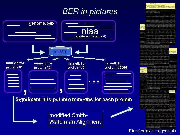 BER in pictures genome. pep niaa (non-identical amino acid) BLAST mini-db for protein #1