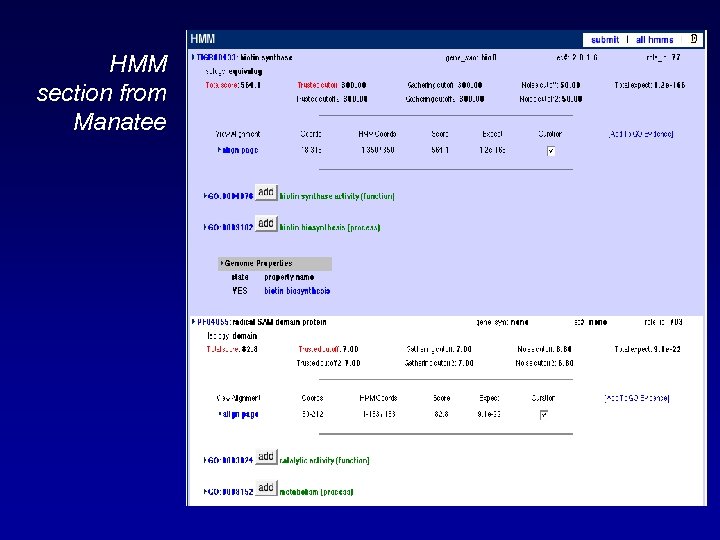 HMM section from Manatee 