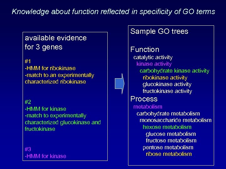Knowledge about function reflected in specificity of GO terms available evidence for 3 genes