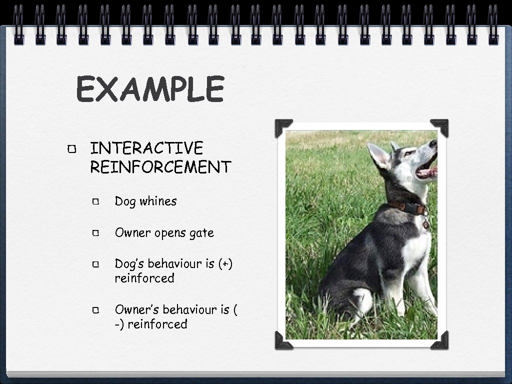 EXAMPLE INTERACTIVE REINFORCEMENT Dog whines Owner opens gate Dog’s behaviour is (+) reinforced Owner’s