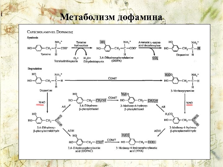 Метаболизм дофамина 