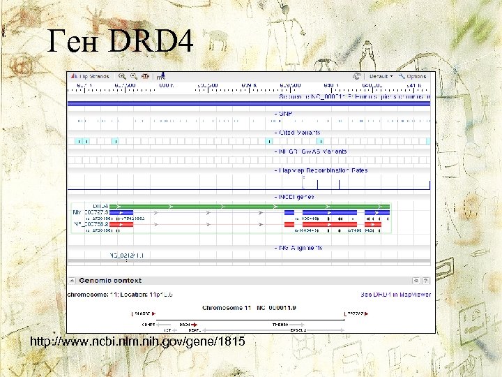 Ген DRD 4 http: //www. ncbi. nlm. nih. gov/gene/1815 