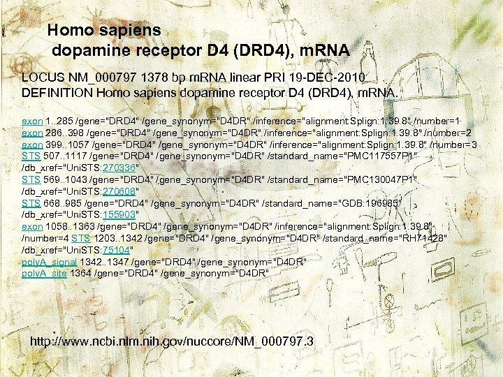 Homo sapiens dopamine receptor D 4 (DRD 4), m. RNA LOCUS NM_000797 1378 bp