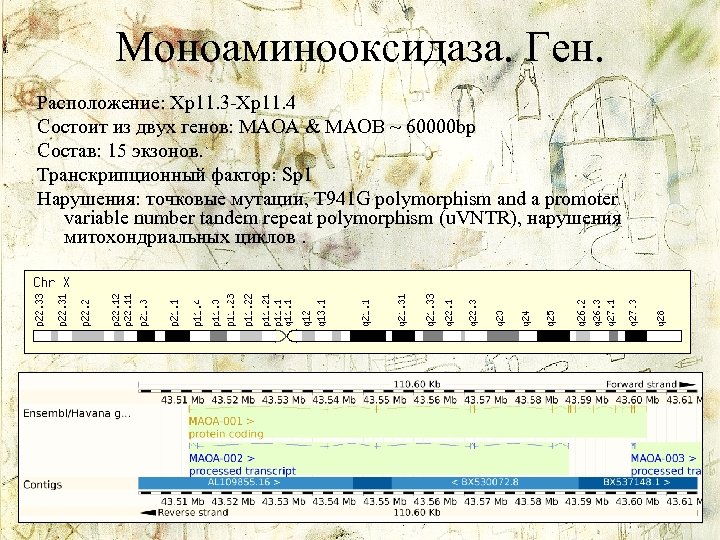 Моноаминооксидаза. Ген. Расположение: Xp 11. 3 -Xp 11. 4 Состоит из двух генов: MAOA