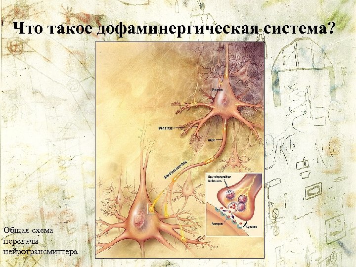 Что такое дофаминергическая система? Общая схема передачи нейротрансмиттера 