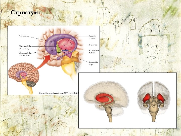Стриатум: 