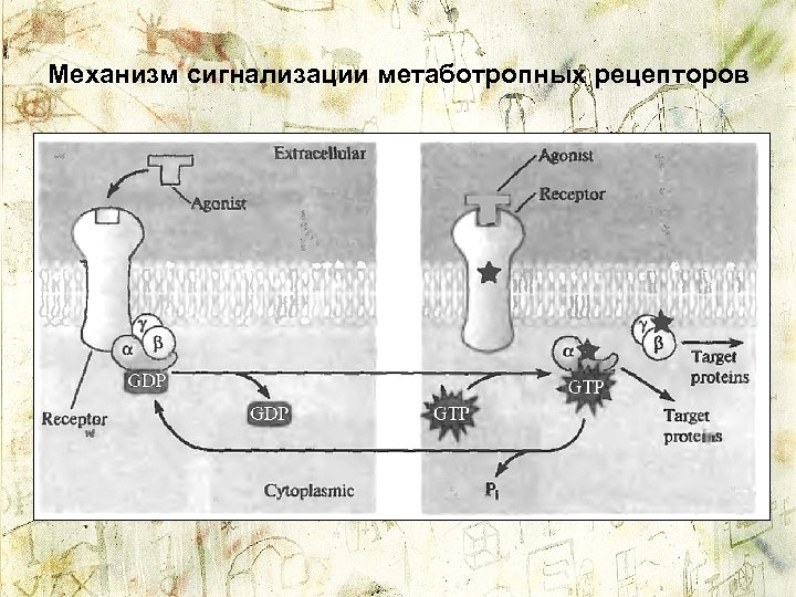 Механизм сигнализации метаботропных рецепторов 