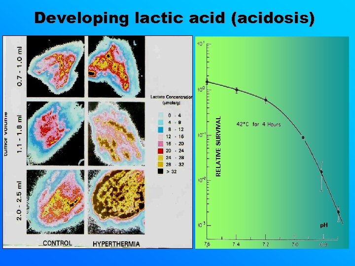 RELATIVE SURVIVAL Developing lactic acid (acidosis) p. H 