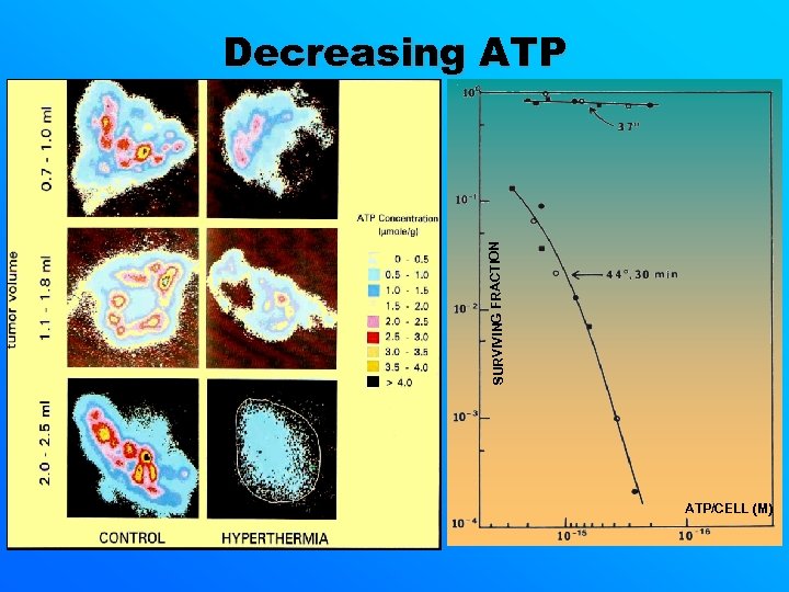 SURVIVING FRACTION Decreasing ATP/CELL (M) 