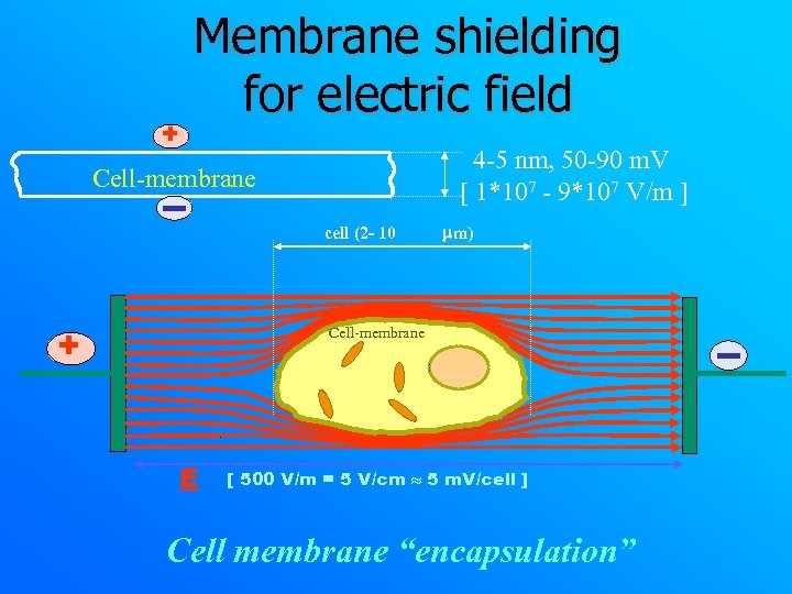 + Membrane shielding for electric field 4 -5 nm, 50 -90 m. V [