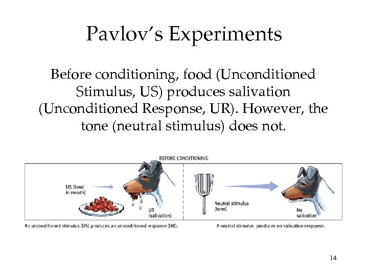 Pavlov’s Experiments Before conditioning, food (Unconditioned Stimulus, US) produces salivation (Unconditioned Response, UR). However,