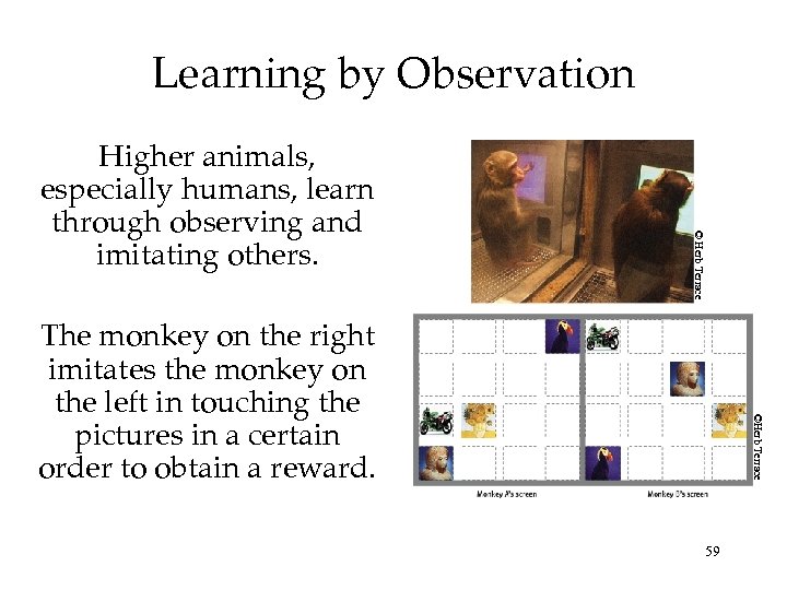 Learning by Observation © Herb Terrace Higher animals, especially humans, learn through observing and