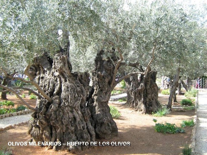 OLIVOS MILENARIOS – HUERTO DE LOS OLIVOS www. vitanoblepowerpoints. net 