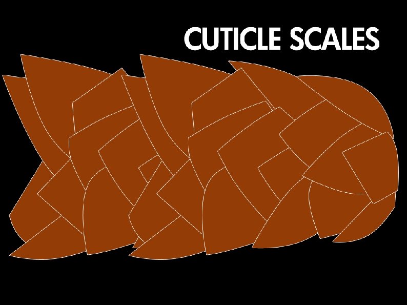 What does hair look like 