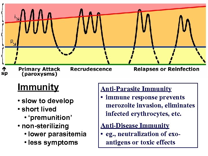 Immunity • slow to develop • short lived • ‘premunition’ • non-sterilizing • lower