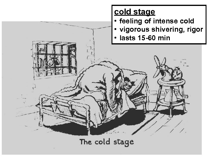 cold stage • feeling of intense cold • vigorous shivering, rigor • lasts 15