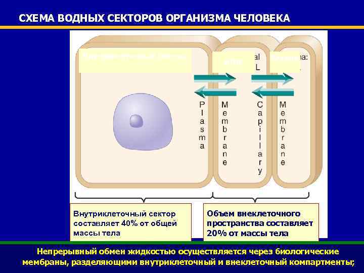 СХЕМА ВОДНЫХ СЕКТОРОВ ОРГАНИЗМА ЧЕЛОВЕКА Внутриклеточный сектор, Внутриклеточный сектор составляет 40% от общей массы