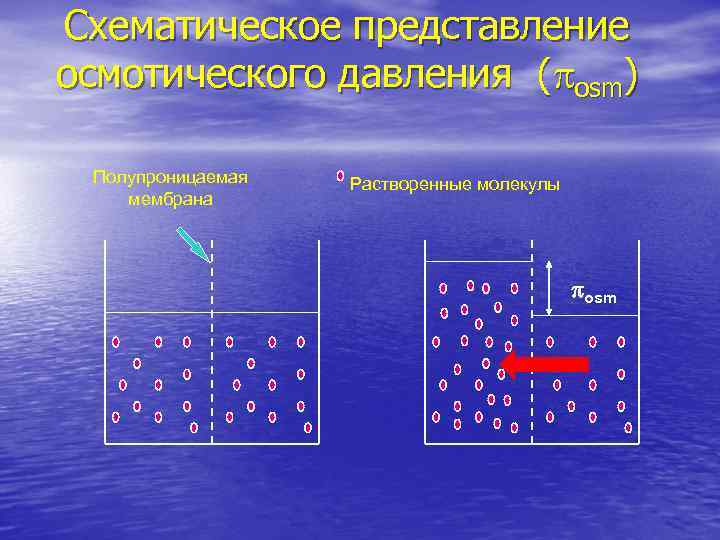 Схематическое представление осмотического давления (posm) Полупроницаемая мембрана Растворенные молекулы posm 