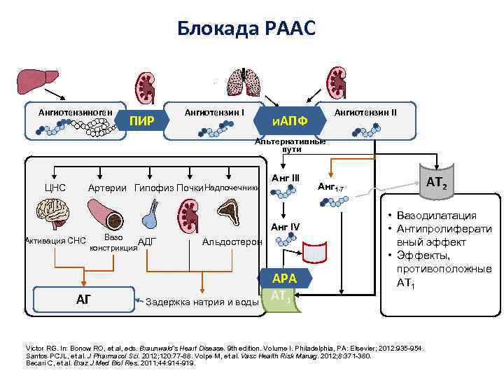 Блокада РААС Ангиотензиноген ПИР Ангиотензин II и. АПФ Альтернативные пути ЦНС Артерии Гипофиз Почки