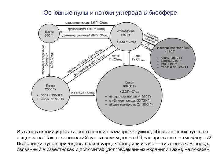 Основные пулы и потоки углерода в биосфере Из соображений удобства соотношение размеров кружков, обозначающих