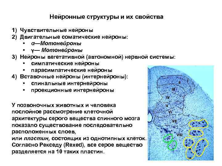 Морфофункциональная характеристика спинного мозга презентация