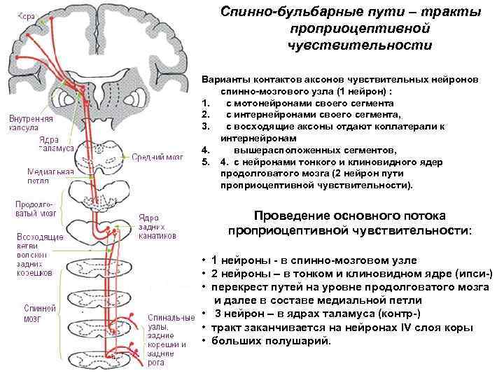 Спинно-бульбарные пути – тракты проприоцептивной чувствительности Варианты контактов аксонов чувствительных нейронов спинно-мозгового узла (1