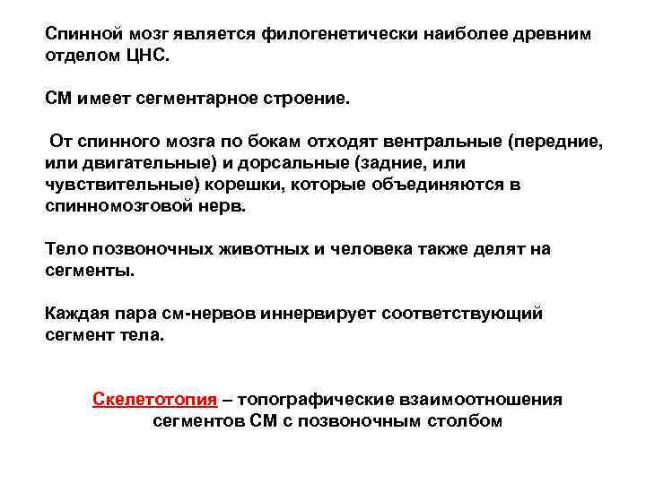 Спинной мозг является филогенетически наиболее древним отделом ЦНС. СМ имеет сегментарное строение. От спинного