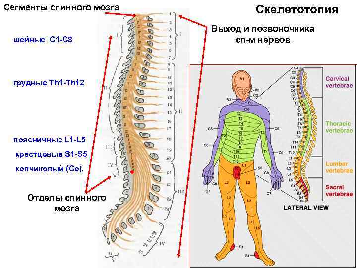Сегменты спинного мозга шейные С 1 -C 8 грудные Тh 1 -Th 12 поясничные