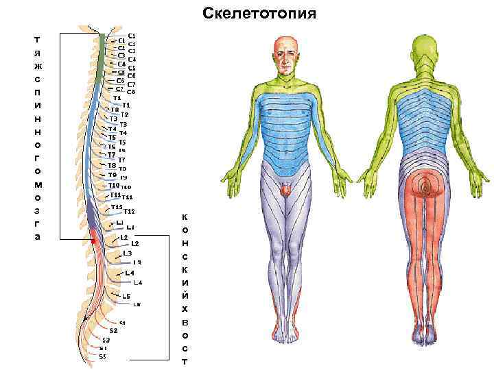 Скелетотопия т я ж с п и н н о г о м о