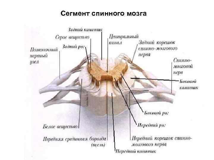 Сегмент спинного мозга 