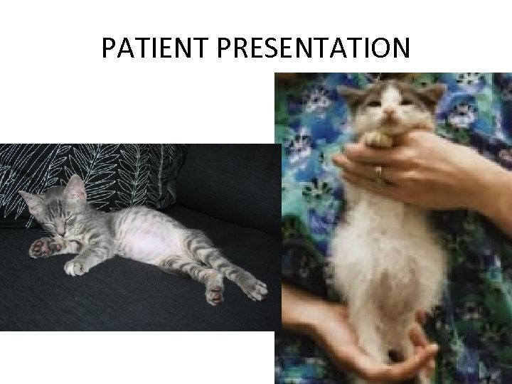 PATIENT PRESENTATION 