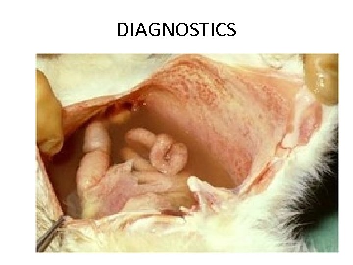 DIAGNOSTICS 
