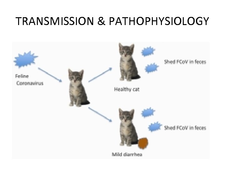 TRANSMISSION & PATHOPHYSIOLOGY 