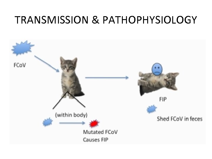 TRANSMISSION & PATHOPHYSIOLOGY 