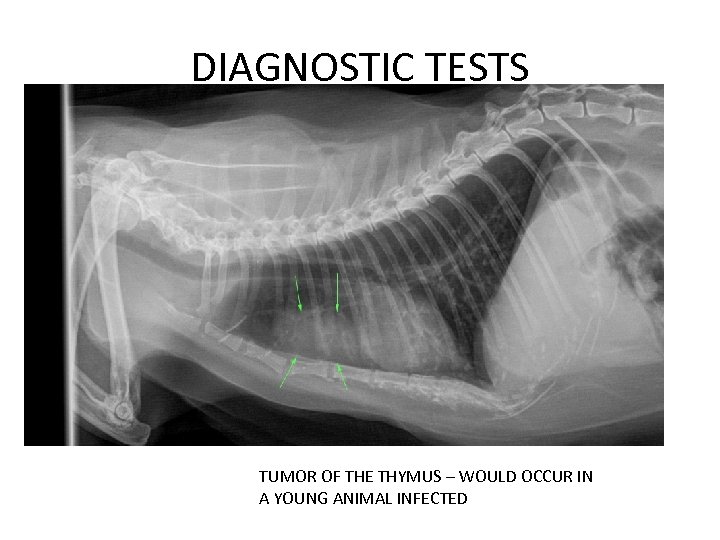 DIAGNOSTIC TESTS TUMOR OF THE THYMUS – WOULD OCCUR IN A YOUNG ANIMAL INFECTED