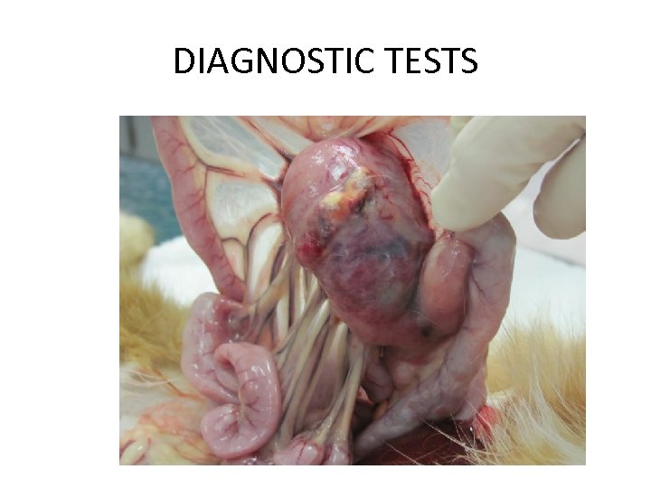 DIAGNOSTIC TESTS 