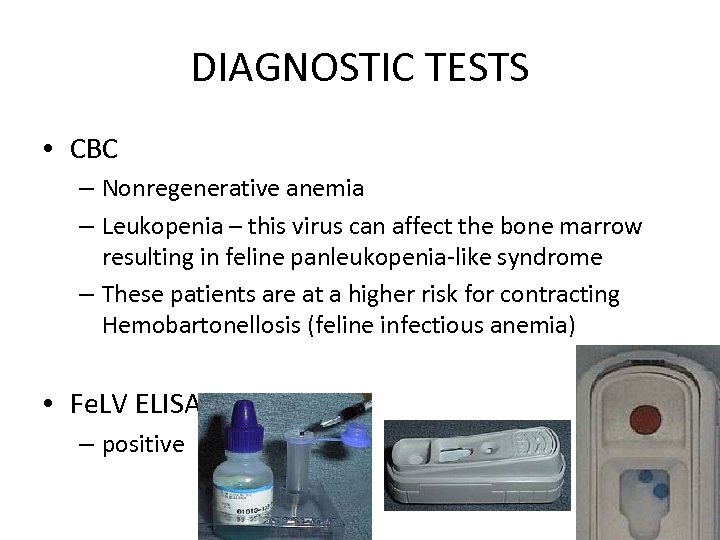 DIAGNOSTIC TESTS • CBC – Nonregenerative anemia – Leukopenia – this virus can affect