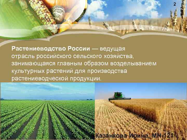 2 Растениеводство России — ведущая отрасль российского сельского хозяйства, занимающаяся главным образом возделыванием культурных