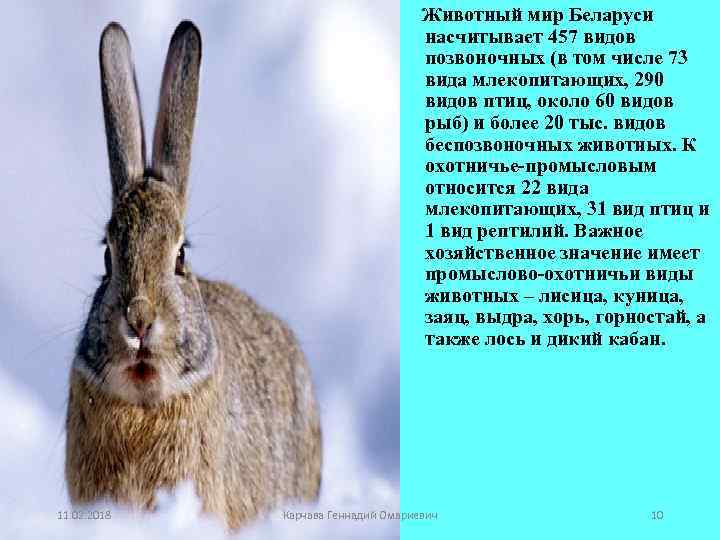  Животный мир Беларуси насчитывает 457 видов позвоночных (в том числе 73 вида млекопитающих,