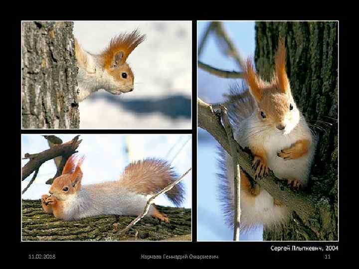  • 11. 02. 2018 Карчава Геннадий Омариевич 11 