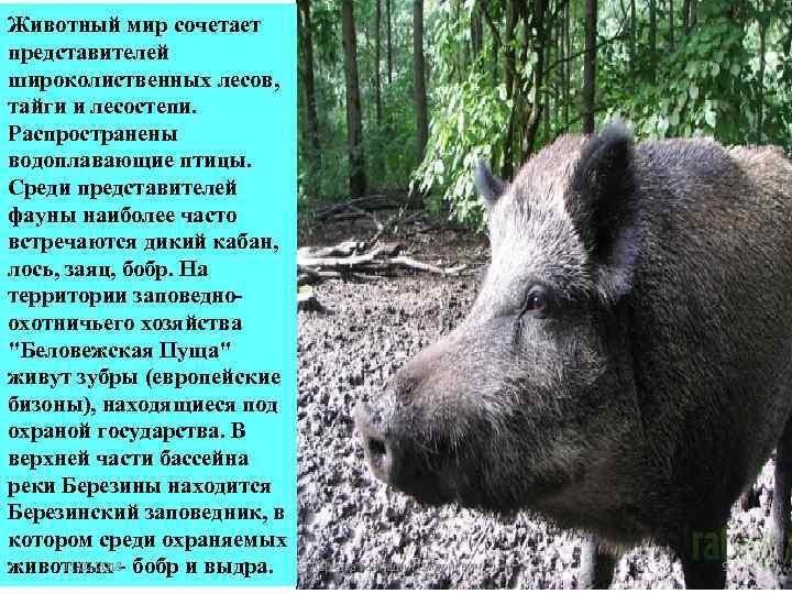 Животный мир сочетает представителей широколиственных лесов, тайги и лесостепи. Распространены водоплавающие птицы. Среди представителей