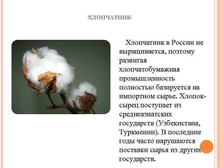 ХЛОПЧАТНИК Хлопчатник в России не выращивается, поэтому развитая хлопчатобумажная промышленность полностью базируется на импортном
