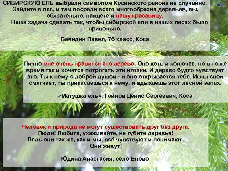 СИБИРСКУЮ ЕЛЬ выбрали символом Косинского района не случайно. Зайдите в лес, и там посреди