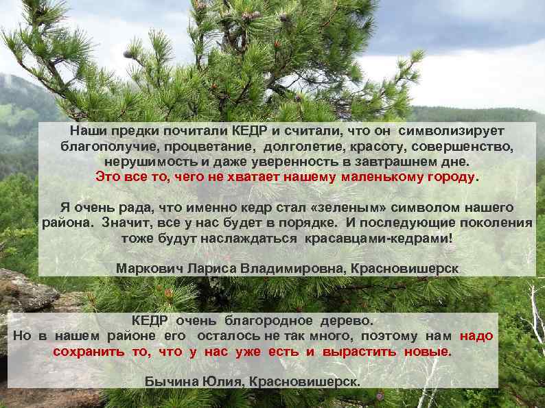 Наши предки почитали КЕДР и считали, что он символизирует благополучие, процветание, долголетие, красоту, совершенство,