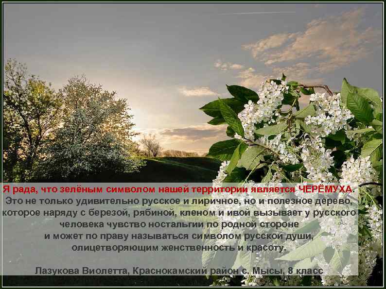 Я рада, что зелёным символом нашей территории является ЧЕРЁМУХА. Это не только удивительно русское